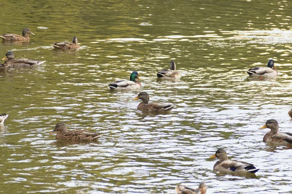 Waterfowl birds — Stock Photo, Image