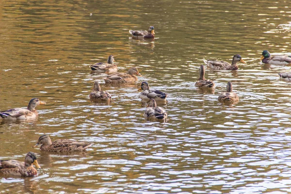 Aves aquáticas — Fotografia de Stock