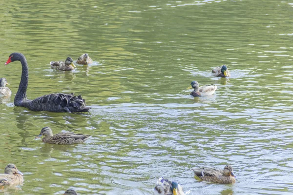 Waterfowl birds — Stock Photo, Image