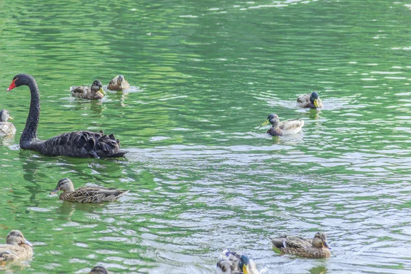 Aves aquáticas — Fotografia de Stock