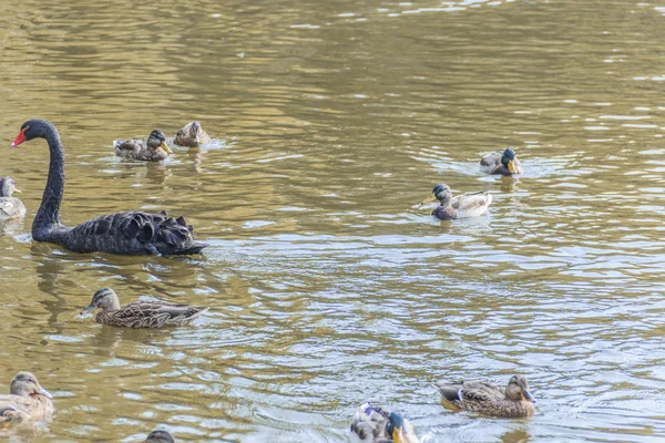 Wasservögel — Stockfoto