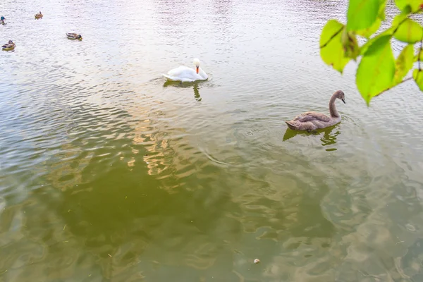 Wasservögel — Stockfoto