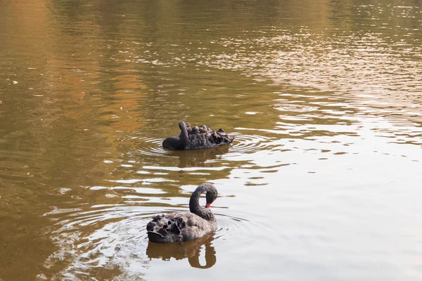 Wasservögel — Stockfoto