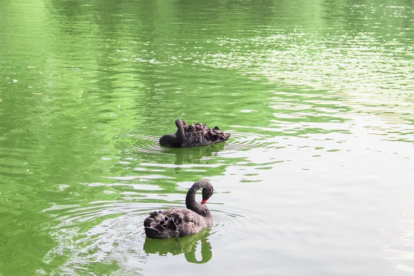 Waterfowl birds — Stock Photo, Image