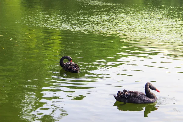 Waterfowl birds — Stock Photo, Image