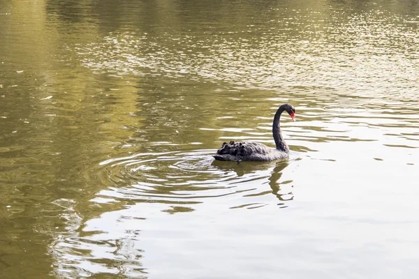 Waterfowl birds — Stock Photo, Image