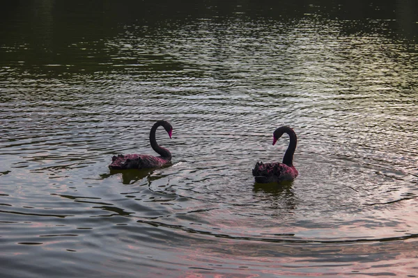 Waterfowl birds — Stock Photo, Image