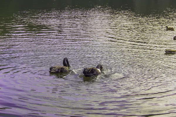 Watervogels vogels — Stockfoto