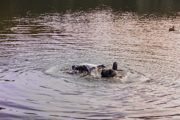 Watervogels vogels — Stockfoto