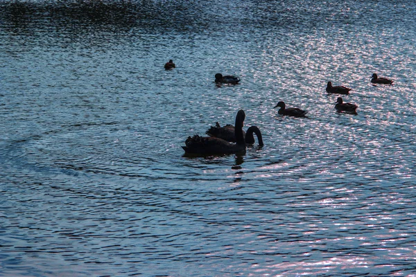 Watervogels vogels — Stockfoto