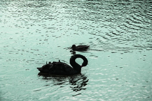 水鳥 — ストック写真