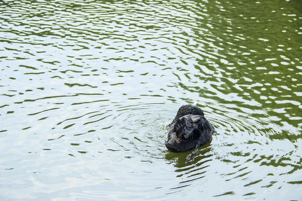 Waterfowl birds — Stock Photo, Image