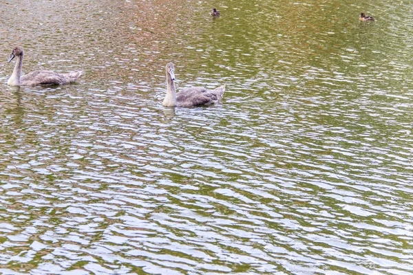 Wasservögel — Stockfoto