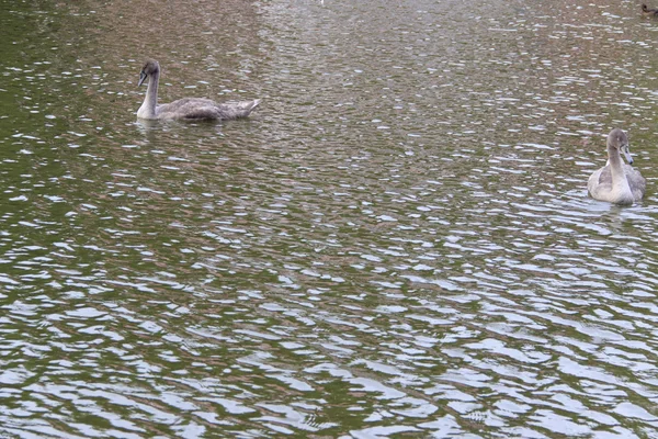 Aves aquáticas — Fotografia de Stock