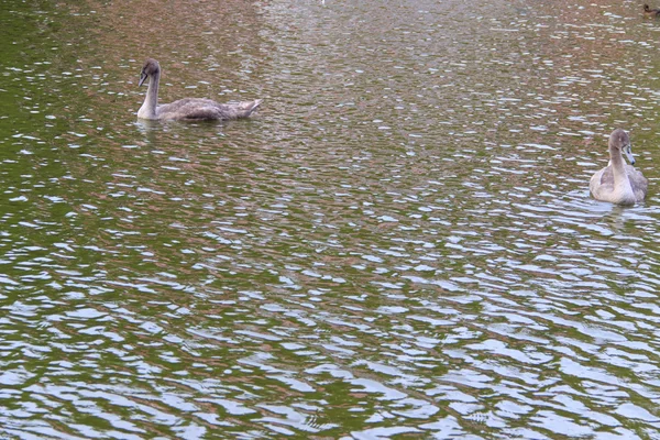 Aves acuáticas — Foto de Stock