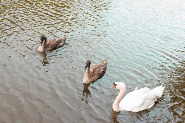 Waterfowl birds — Stock Photo, Image