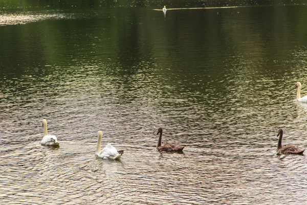 Aves aquáticas — Fotografia de Stock