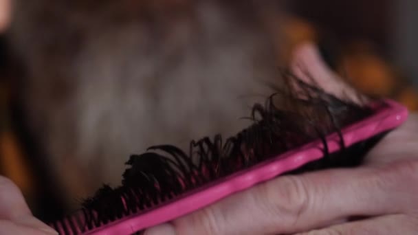 Fryzjer grzebie włosy klientów grzebieniem i robi fryzurę nożyczkami — Wideo stockowe