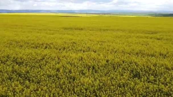 Grandes campos de flores de canola amarela contra o pano de fundo de montanhas rochosas — Vídeo de Stock