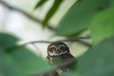 Ormanın yakınındaki ağaç dalında oturan baykuş.