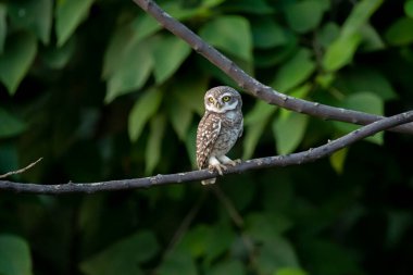 Ormanın yakınındaki ağaç dalında oturan baykuş.