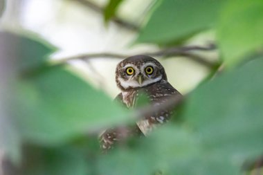 Ormanın yakınındaki ağaç dalında oturan baykuş.