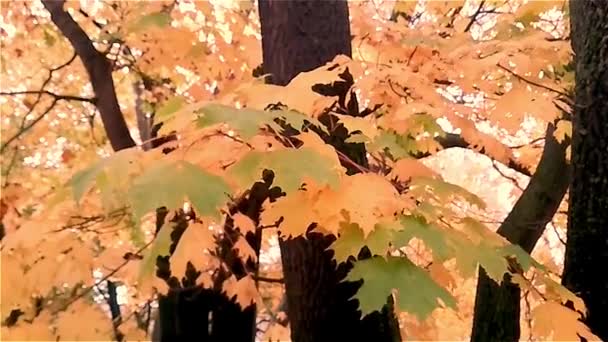 Las hojas de arce de otoño en el árbol se balancean en el viento. — Vídeo de stock