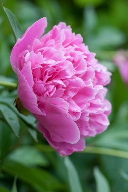 Pembe şakayık çiçeği