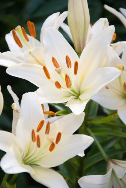 Beyaz Zambak çiçekler