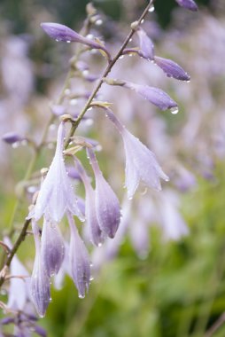Bellflowers yağmur sonra