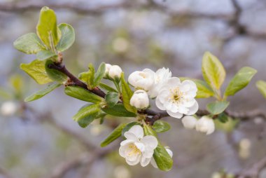 Beyaz elma çiçekleri
