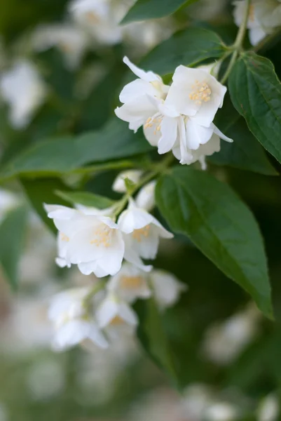 Delicate jasmine flowers — Stock Photo, Image