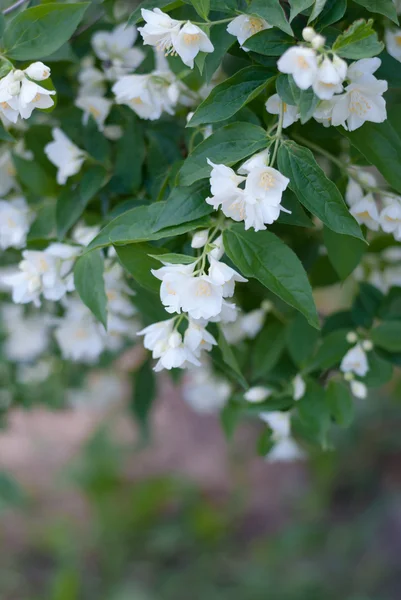 Branches de jasmin — Photo