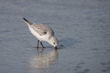 Sandpiper, Cape May, New Jersey sahillerinde yiyecek arıyor.