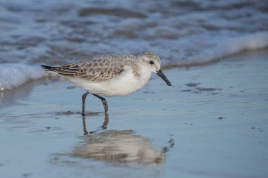 Sandpiper Cape May, New Jersey 'de sahilde yürüyor