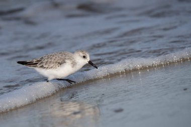 Cape May, New Jersey sahilinde Sandpiper koşusu