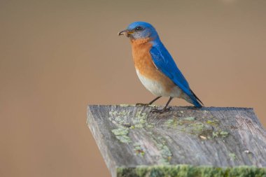 Bir Doğu Mavi Kuş (Sialia sialis), parlak mavi tüyleri ve sıcak turuncu göğsünü gösteren ahşap bir yuva kutusunun üzerine tünemiştir.