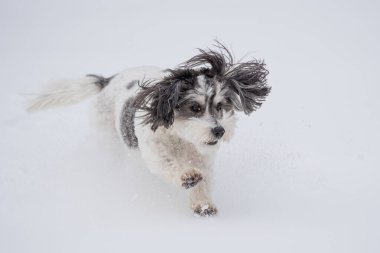 Pamuk kulaklı siyah ve beyaz Havan köpeği karda koşar..