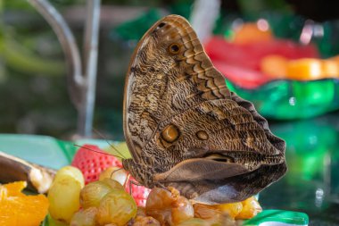 Kelebek Kelebek Kelebeği 'nin (Morpho Peleides) Kelebek Atriyumundaki meyve kasesinde besleme