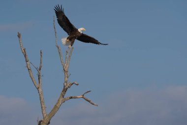 Kel kartal (Haliaeetus leucocephalus) bir ağaç dalından kanatları açık olarak havalanır ve doğal ortamında uçarken yakalanır..