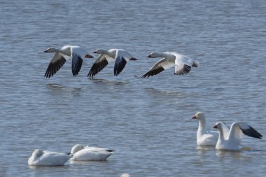 Kar Kazları (Chen caerulescens) Kuzey Baharı Göç 'ünde gölden kalkıyor.