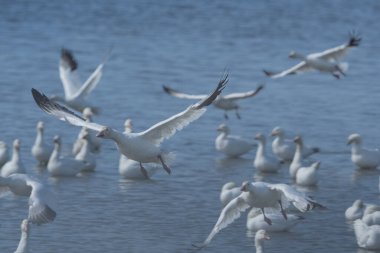 Kar Kazları (Chen caerulescens) Kuzey Baharı Göç 'ünde gölden kalkıyor.