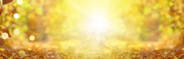Bulanık sonbahar arkaplanı. Bokeh ve güneş ışığıyla soyut doğal arka plan. Sonbahar ağaçları ve yaprakları bokeh. Sarı aksanlı doğal arkaplan. Çok geniş afiş. Boşluğu kopyala