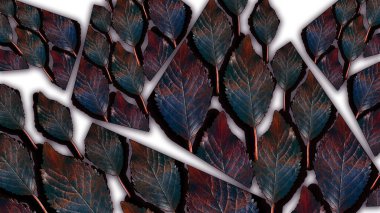 Ağaç yapraklarıyla soyut bir arkaplan. Doğal sonbahar arkaplanı. Ağaç yaprakları.