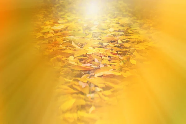 Rozostřené Podzimní Pozadí Padající Listy Rozmazané Idyll Podzimní Les Podzimní — Stock fotografie