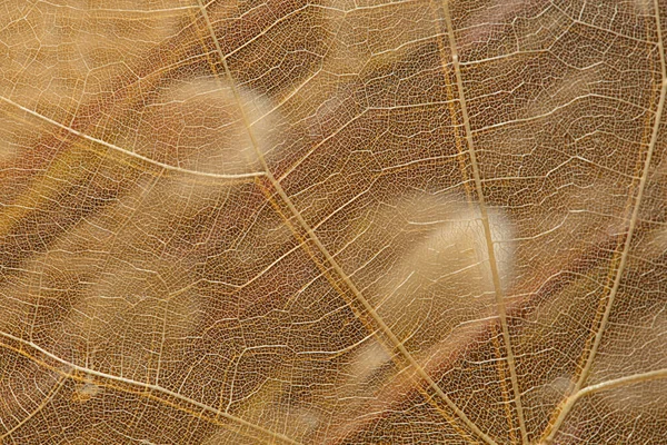 Macro of a sensitive leaf cell structure. Pastel background. Abstract antique warm background. Grunge textured background. Beautiful artistic image, copy space. Vintage background. Dreamy art image.