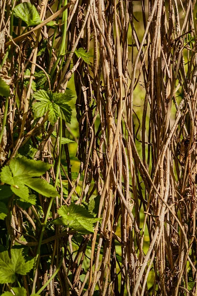 Sfondo Naturale Focus Selettivo Vitigno Appiattito Senza Pretese Vitigni Secchi — Foto Stock