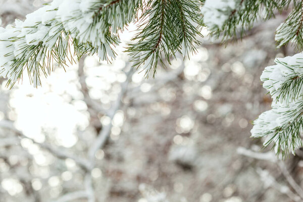 В лесу холодно. Сосновые ветви на солнечном фоне bokeh. Зимний фон