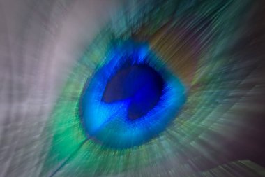 Bulanık soyut arkaplan. Metnin için boş alanı olan Tavuskuşu tüyü, web tasarımı. Tasarım konsepti, mesaj, kartpostal, özgeçmiş. Tasarım konsepti, metin, arkaplan