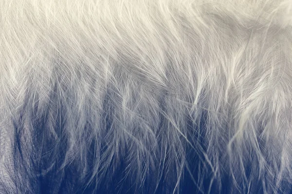 Soyut Gri Mavi Arka Plan Kuş Tüylerinin Özgün Arkaplanı Etnik — Stok fotoğraf